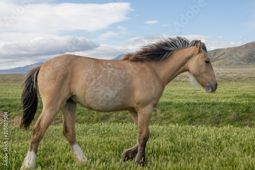 Beautiful Wild Horse in Spring in Utah