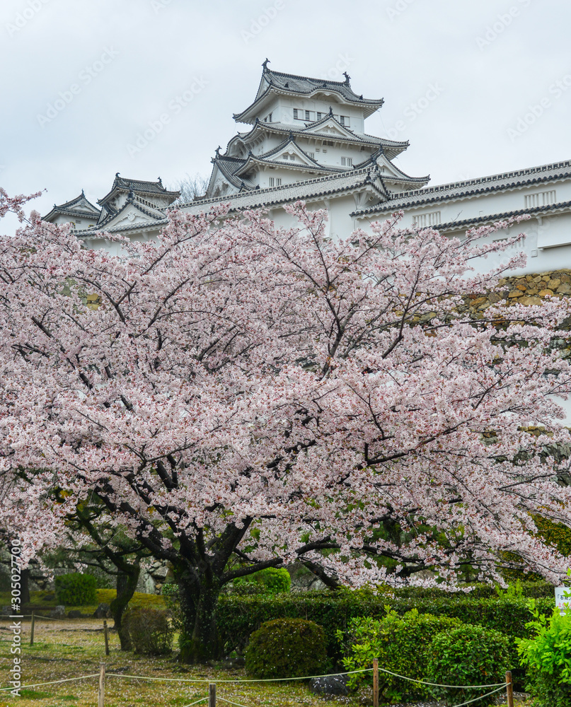 Naklejka premium Himeji Castle (Japan) with cherry blossom