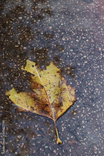 Single wet leaf on wet pavement