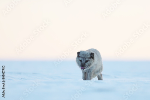 White polar fox walk - Wildlife scene from Arctic nature - Vulpes lagopus