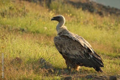 A Griffon Vulture  Gyps fulvus  sitting and walking in the morning sun.