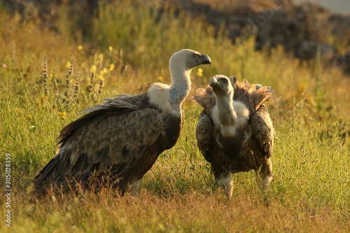 A pair of Griffon Vultures  Gyps fulvus  sitting in the morning sun.
