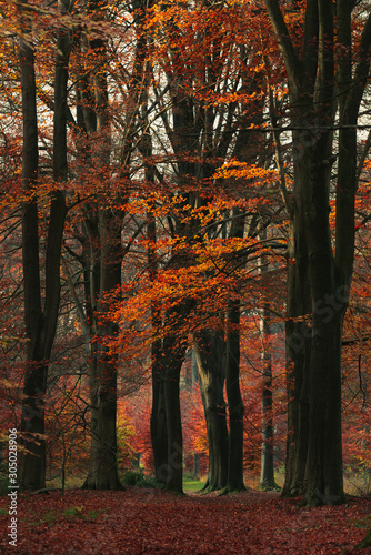 Red and orange colored leaves in autumn woods.
