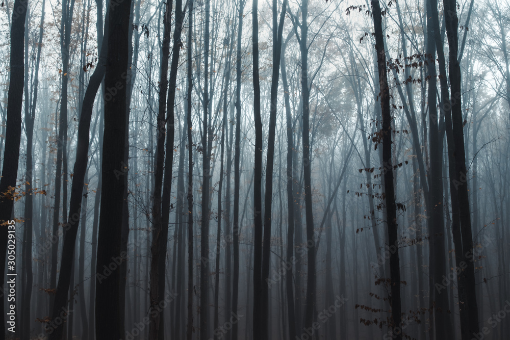 tall trees in fog in forest tall trees in fog in forest