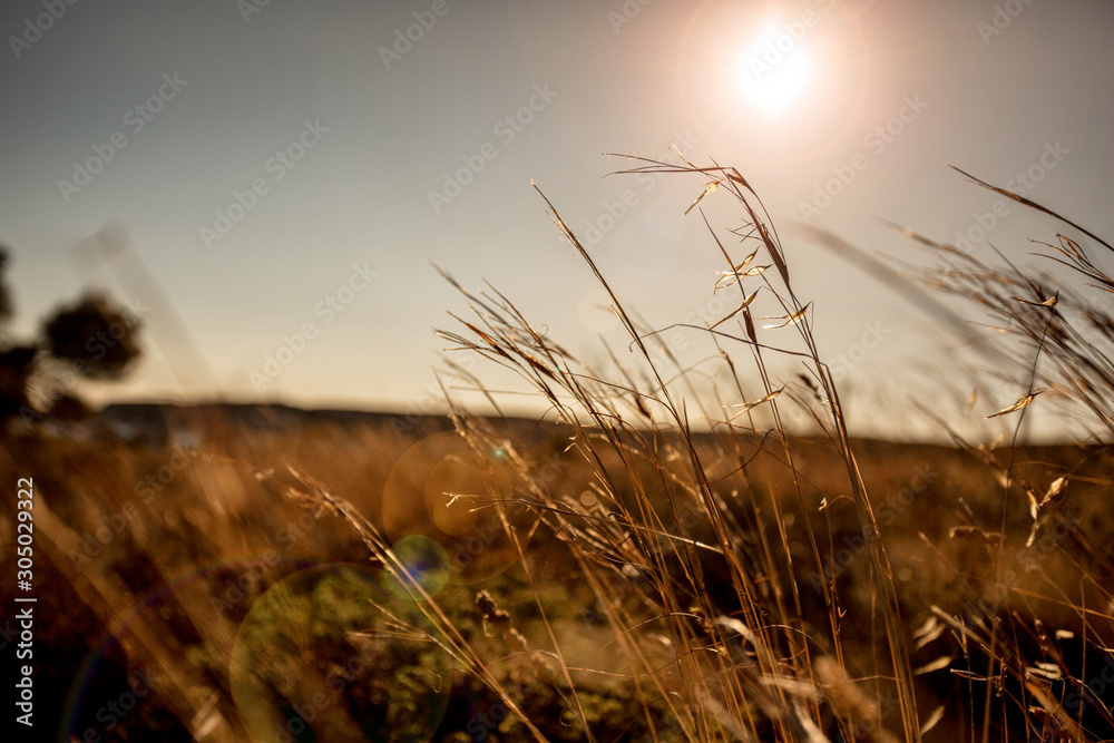 Fototapeta premium grass and sky