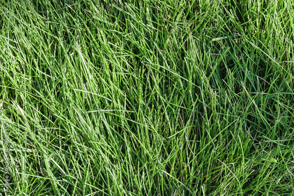 Background of green freshly cut grass.