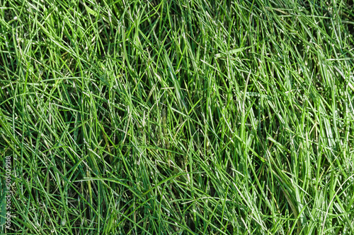 Background of green freshly cut grass.