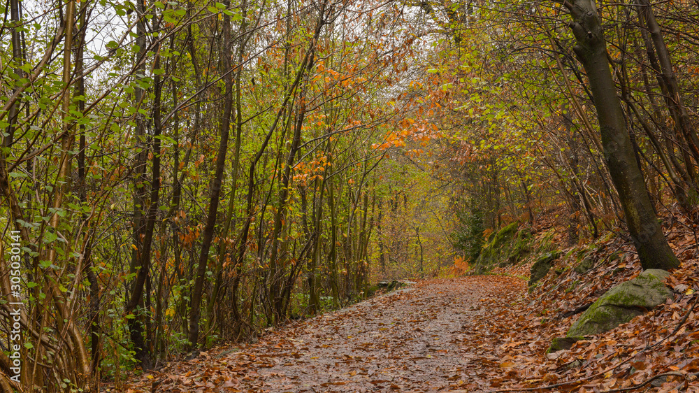 Paesaggio autunnale nel bosco, con sentiero che lo attraversa con foglie arancioni che ricoprono il terreno Paesaggio autunnale nel bosco, con sentiero che lo attraversa con foglie arancioni che ricoprono il terreno
