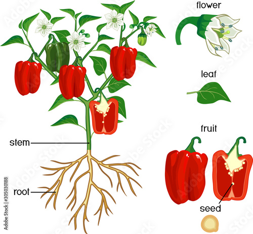 Parts of plant. Morphology of pepper plant with green leaves, red fruits, flowers and root system isolated on white background