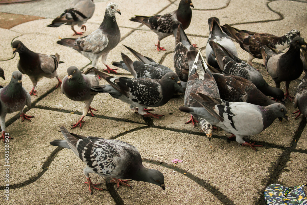 Fototapeta premium birds on the street