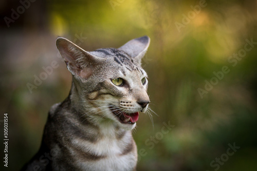 OKH in black silver tabby classic photo