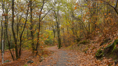 Paesaggio autunnale nel bosco, con sentiero che lo attraversa con foglie arancioni che ricoprono il terreno