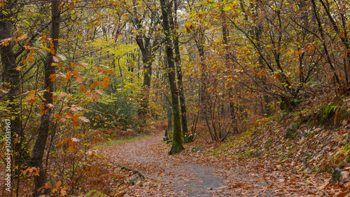 Paesaggio autunnale nel bosco  con sentiero che lo attraversa con foglie arancioni che ricoprono il terreno