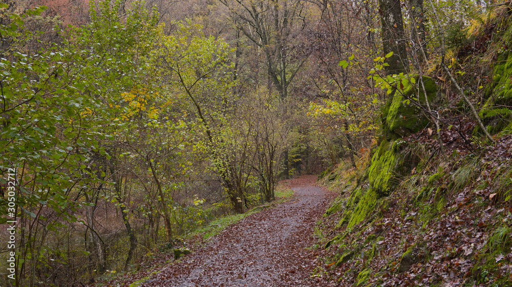 Paesaggio autunnale nel bosco, con sentiero che lo attraversa con foglie arancioni che ricoprono il terreno Paesaggio autunnale nel bosco, con sentiero che lo attraversa con foglie arancioni che ricoprono il terreno