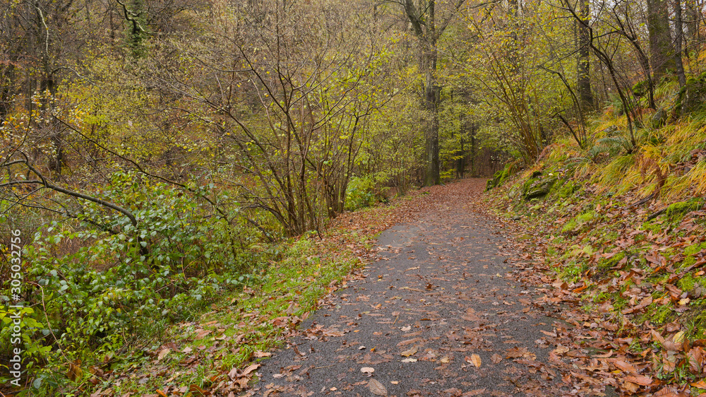 Paesaggio autunnale nel bosco, con sentiero che lo attraversa con foglie arancioni che ricoprono il terreno Paesaggio autunnale nel bosco, con sentiero che lo attraversa con foglie arancioni che ricoprono il terreno