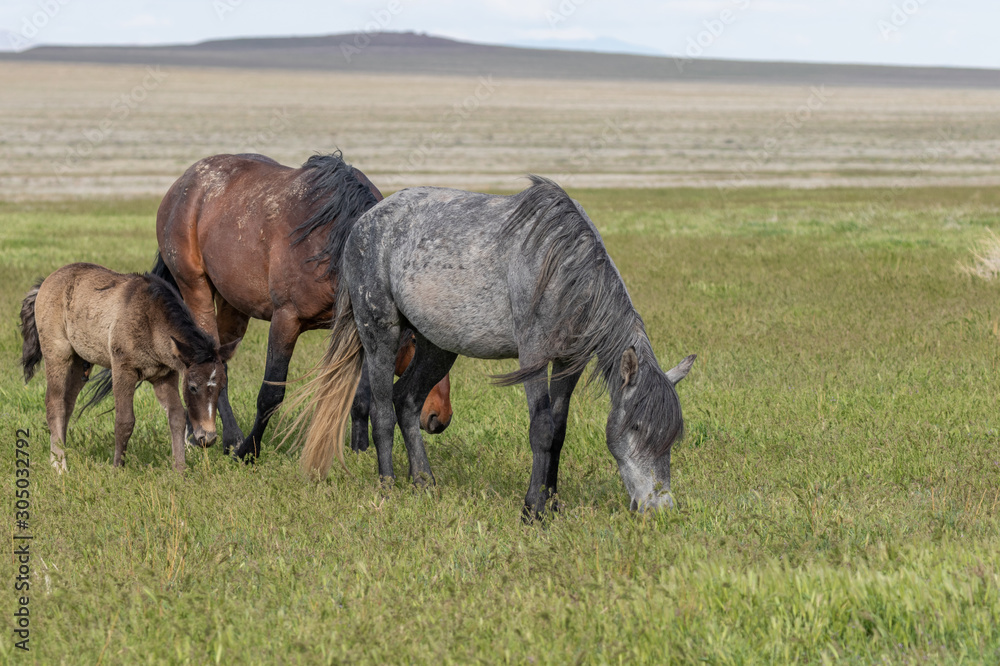 Wild Horses in Spring in the Utah Desert Wild Horses in Spring in the Utah Desert