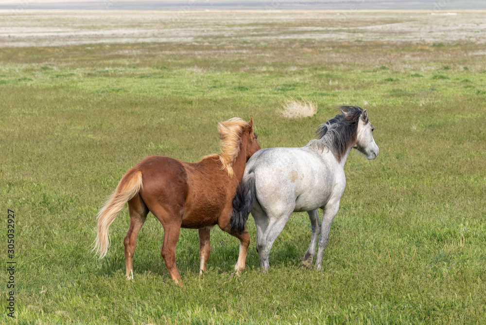Obraz premium Wild Horses in Spring in the Utah Desert