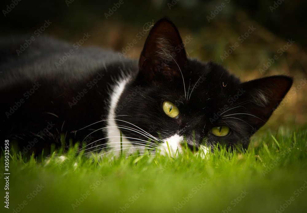 schwarzweiße Hauskatze
