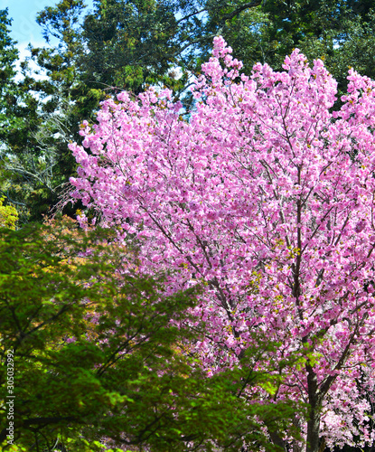 Cherry blossom  hanami  in Nara  Japan