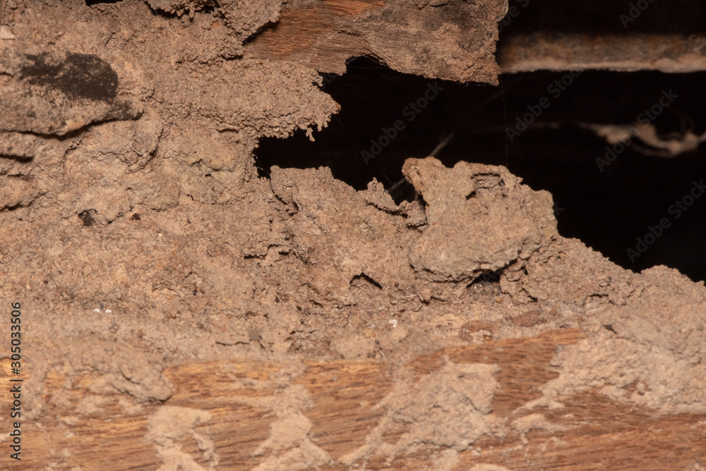 Obraz premium Traces of termites eat wood,animals that destroy wood.