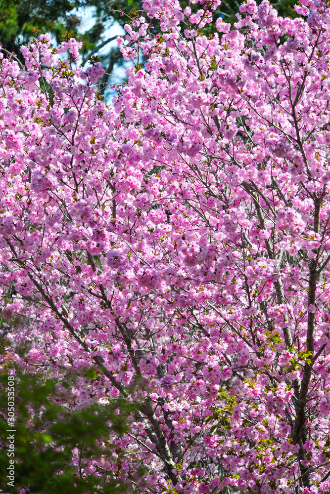 Cherry blossom (hanami) in Nara, Japan Cherry blossom (hanami) in Nara, Japan