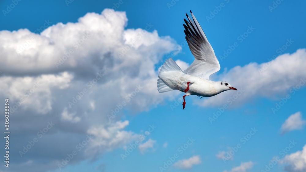 Fototapeta premium Seagull