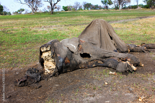 A dead elephant that has had its ivory tusks removed, this elephant could have been killed by poachers or it could have died of natural causes and had its tusks removed for safe keeping.