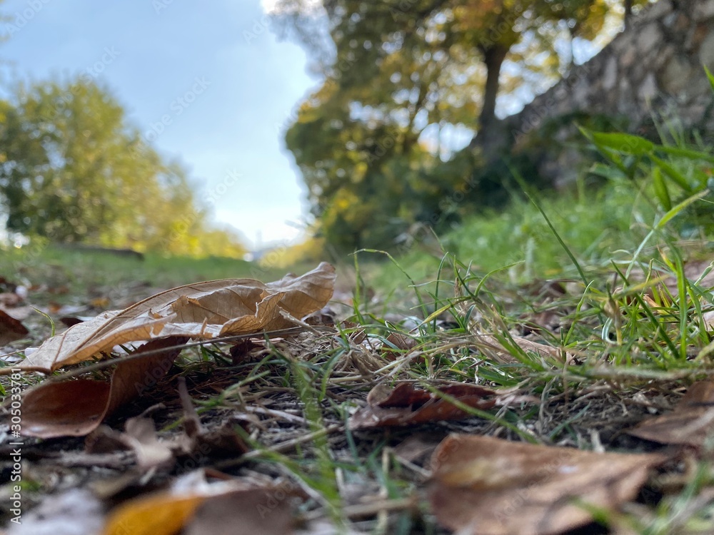 Obraz premium 落ち葉緑道