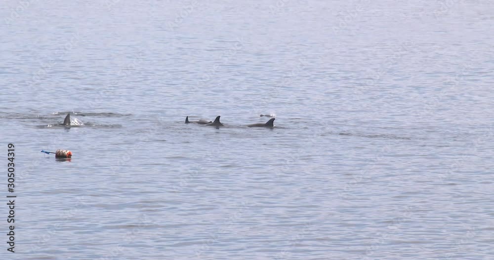 Bottlenose Dolphins Breach Sea Surface In Bay - 2015 Bottlenose Dolphins Breach Sea Surface In Bay - 2015