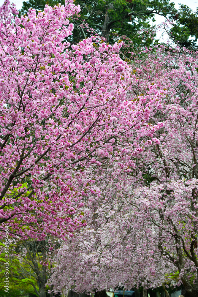 Cherry blossom (hanami) in Nara, Japan