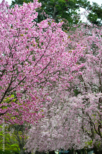 Cherry blossom  hanami  in Nara  Japan