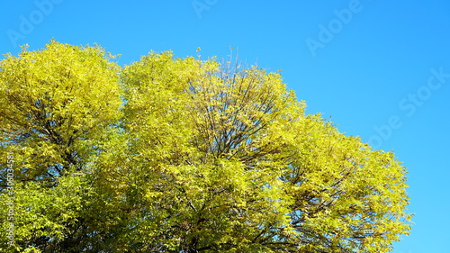 Colorful Toronto Island