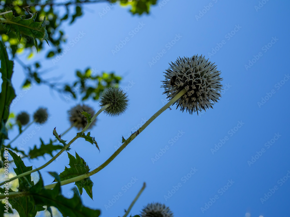 Obraz premium thorn flower bottom perspective in front of blue sky