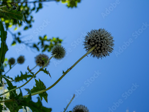 thorn flower bottom perspective in front of blue sky © CiddiBiri