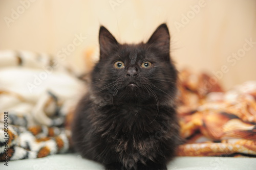 young fluffy black cat lies on the sofa photo