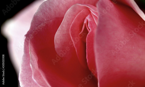 Wallpaper Mural sex, pussy, vulva, clitoris, vagina, Orgasm, sexy, love, spring, bloom, petal, Erotic rose flower, Flower imitating the female sex, visual allegories, visual metaphors, photographic allegories, sexy, Torontodigital.ca