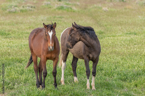 Wild Horses in Spring in the Utah Desert