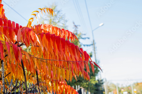 Sumac tree leaves in autumn on a sunny day photo