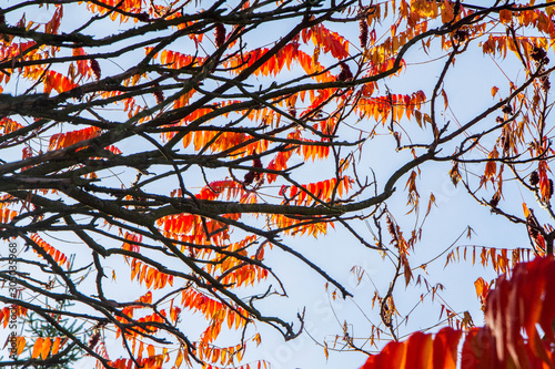 Sumac tree leaves in autumn on a sunny day photo