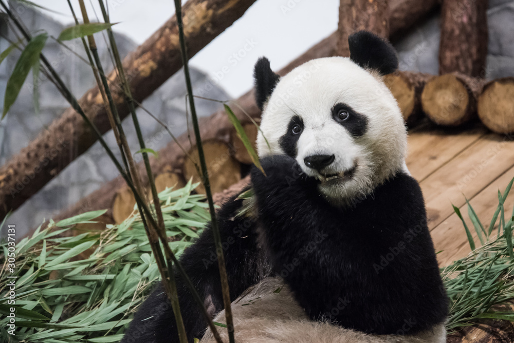 Fototapeta premium Hungry Panda bear is happy to eat bamboo.