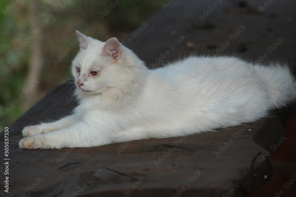 gata blanca