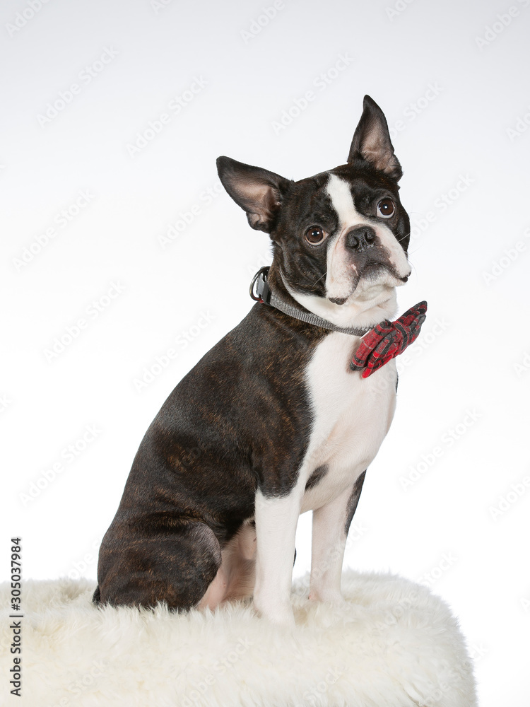 Boston terrier portrait in a studio and Christmas tie costume outfit.