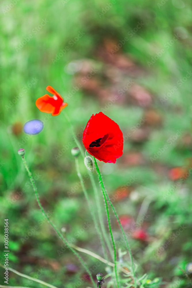 Fototapeta premium Wildflowers