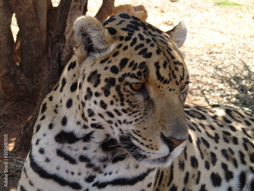 Jaguar Portrait 561