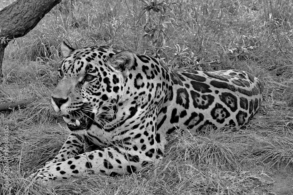 Naklejka premium Jaguar sw 434