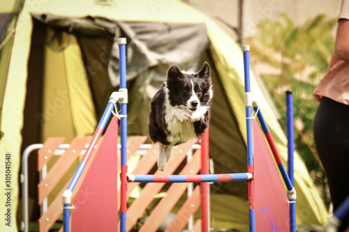 Black and white Border collie is running on czech agility competition slalom. agility competition in dog park Ratenice