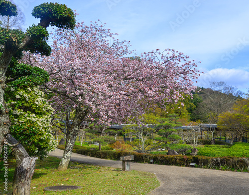 Cherry blossom (hanami) in Kyoto, Japan © Phuong