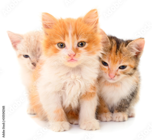 Fototapeta Three baby kittens.
