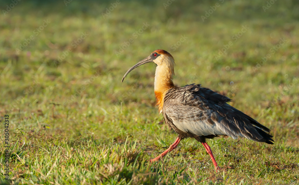 Naklejka premium Close up of a buff-necked ibis walking on grass