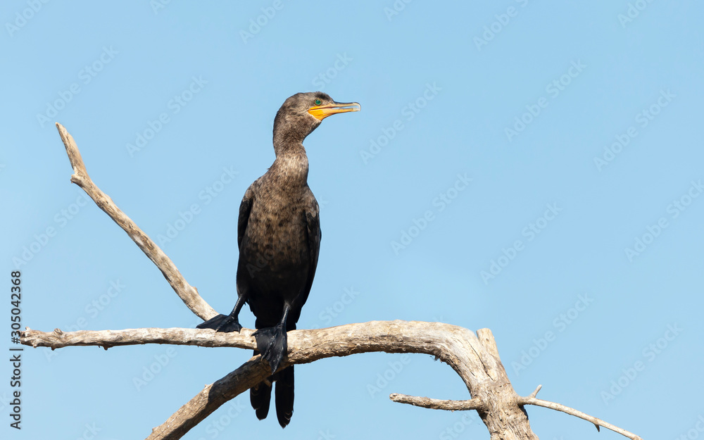 Close up of a Neotropic cormorant perched on a tree Close up of a Neotropic cormorant perched on a tree